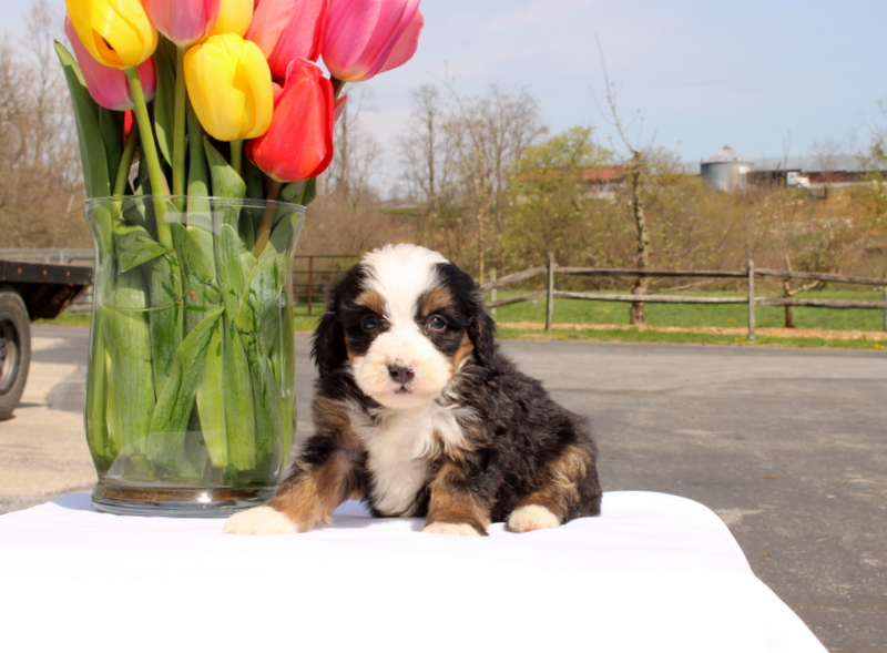 puppy, for, sale, Mini Bernedoodle F2, Matthew B. Stoltzfus, dog, breeder, Gap, PA, dog-breeder, puppy-for-sale, forsale, nearby, find, puppyfind, locator, puppylocator, aca